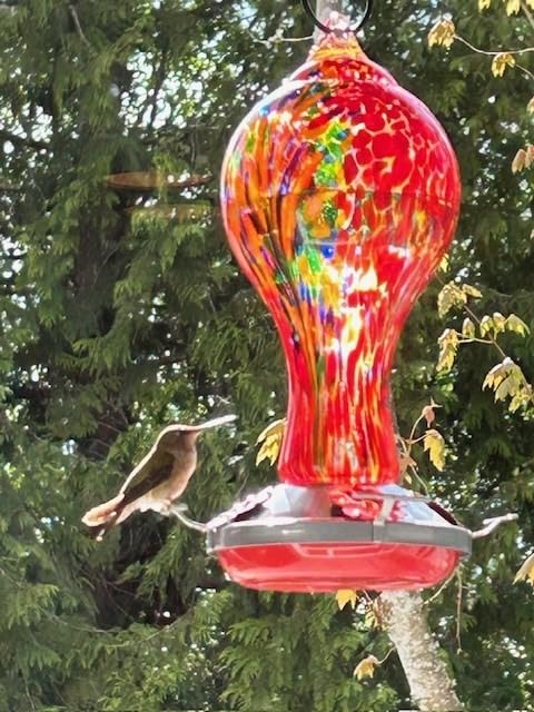 Hummingbird Feeder Outdoors Glass 25oz - Red